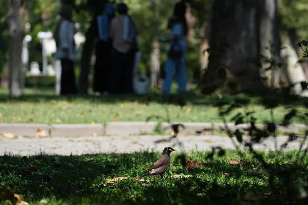 İstanbul parklarında yeni tehlike: İstilacı çiğdeci kuşu, savunmasız kuşların yuvalarını basarak yumurtalarını yiyor 18